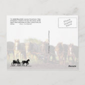 Amish Life in Lancaster, Pennsylvania Postkarte (Rückseite)