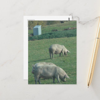 Amish Pasture Pigs Postkarte