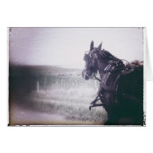 Amish Pferd (Vorderseite (Horizontal))