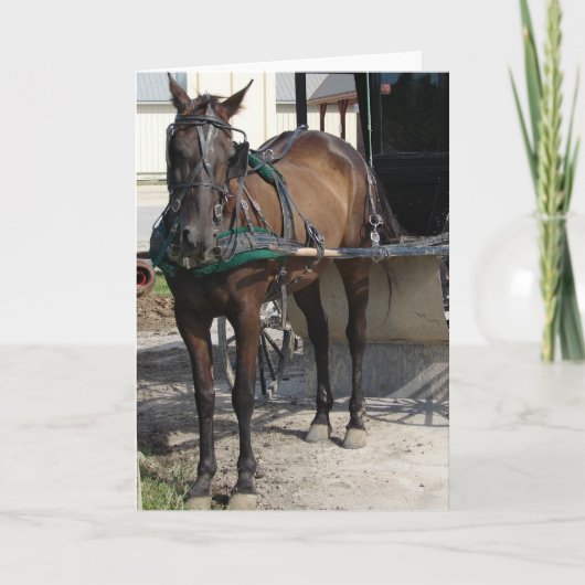 Amish-Pferd am Hitching Post Karte (Vorderseite)