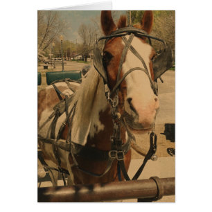 Amish Pferd, Ein Pin