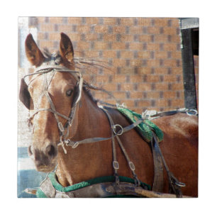 Amish Pferd Fliese