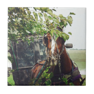 Amish Pferd im Schatten Fliese