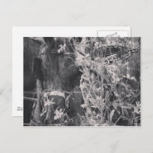 Amish Pferd in Schwarz und Weiß Grunge Postkarte (Vorne/Hinten)