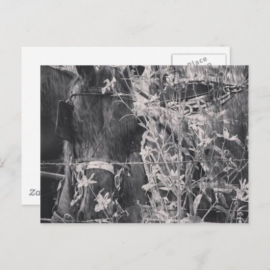Amish Pferd in Schwarz und Weiß Grunge Postkarte (Vorne/Hinten)