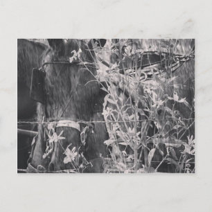 Amish Pferd in Schwarz und Weiß Grunge Postkarte