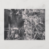 Amish Pferd in Schwarz und Weiß Grunge Postkarte (Vorderseite)