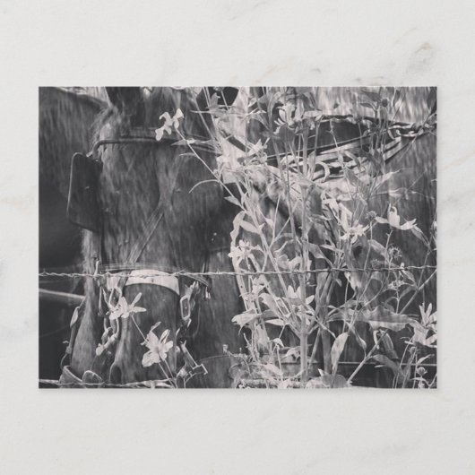 Amish Pferd in Schwarz und Weiß Grunge Postkarte (Vorderseite)