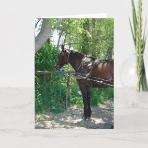 Amish Pferd Karte