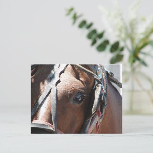 Amish Pferd Postkarte (Stehend Vorderseite)