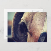 Amish Pferd Postkarte (Vorne/Hinten)
