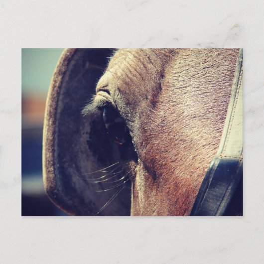 Amish Pferd Postkarte (Vorderseite)