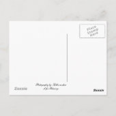 Amish Pferd Postkarte (Rückseite)