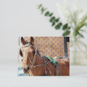 Amish Pferd Postkarte (Stehend Vorderseite)