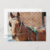 Amish Pferd Postkarte (Vorne/Hinten)
