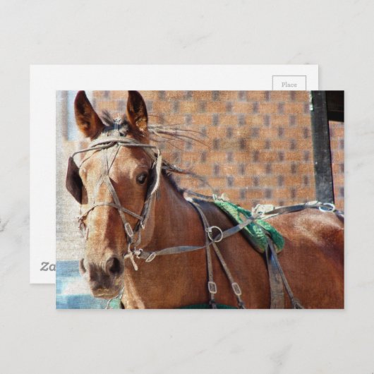 Amish Pferd Postkarte (Vorne/Hinten)