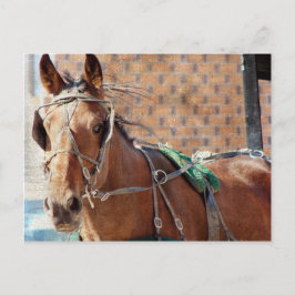 Amish Pferd Postkarte
