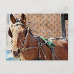Amish Pferd Postkarte