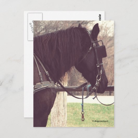 Amish Pferd Postkarte (Vorne/Hinten)