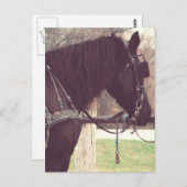 Amish Pferd Postkarte (Vorne/Hinten)