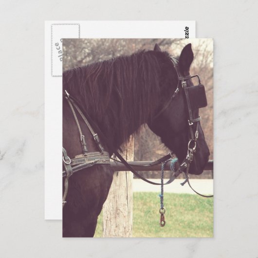 Amish Pferd Postkarte (Vorne/Hinten)