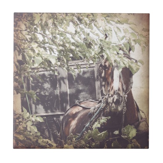 Amish Pferd und Buggy im Schatten Fliese (Vorderseite)