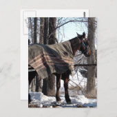 Amish Pferde Gewartet im Winter Blanket Postkarte (Vorne/Hinten)