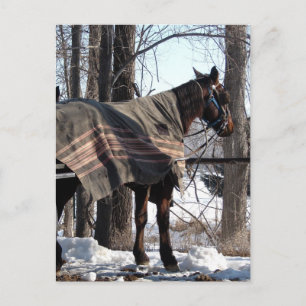 Amish Pferde Gewartet im Winter Blanket Postkarte