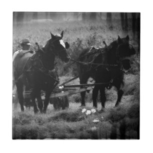 Amish Pferde in der Hay Field Working Fliese