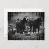 Amish Pferde in der Hay Field Working Postkarte (Vorne/Hinten)