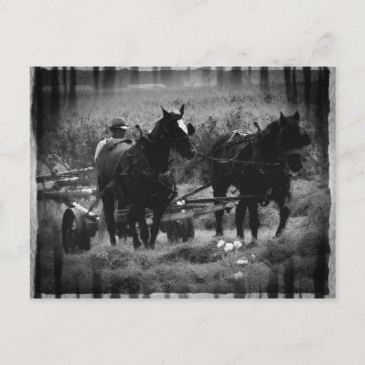 Amish Pferde in der Hay Field Working Postkarte (Vorderseite)