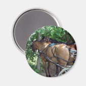 Amish Pferde Magnet (Vorderseite/Rückseite)