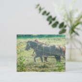 Amish-Pferde mähen Heu Postkarte (Stehend Vorderseite)