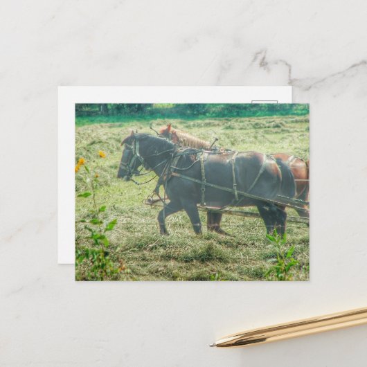 Amish-Pferde mähen Heu Postkarte (Vorderseite/Rückseite Beispiel)