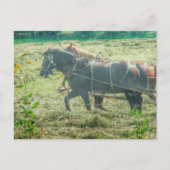Amish-Pferde mähen Heu Postkarte (Vorderseite)