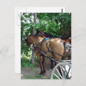 Amish Pferde Postkarte (Vorne/Hinten)