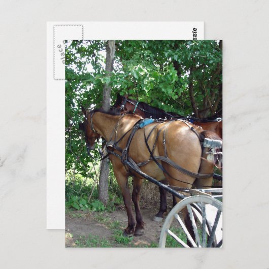 Amish Pferde Postkarte (Vorne/Hinten)