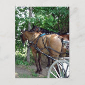Amish Pferde Postkarte (Vorderseite)