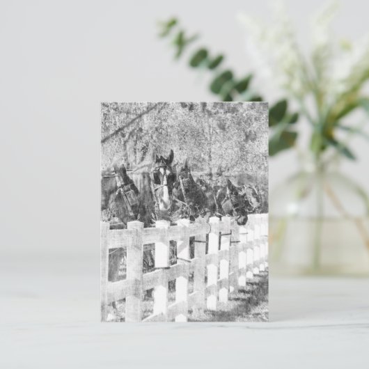Amish Pferde schwarz-weiß Postkarte (Stehend Vorderseite)