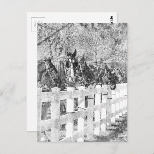 Amish Pferde schwarz-weiß Postkarte (Vorne/Hinten)