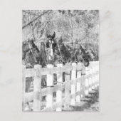 Amish Pferde schwarz-weiß Postkarte (Vorderseite)