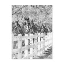 Amish Pferde schwarz-weiß