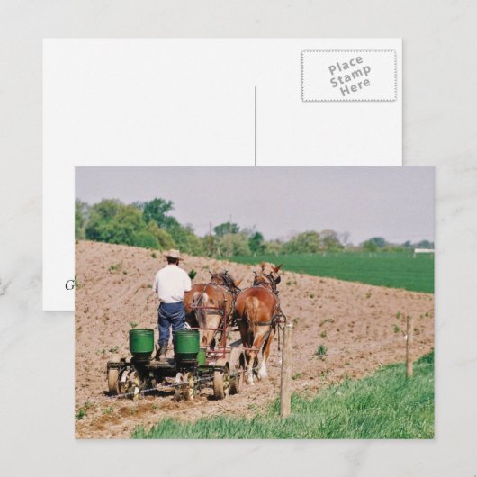 Amish Seed Spreader Postkarte (Vorne/Hinten)
