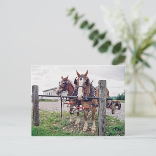 Amish Team bei Hitching Post Postkarte (Stehend Vorderseite)