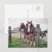 Amish Team bei Hitching Post Postkarte (Vorne/Hinten)