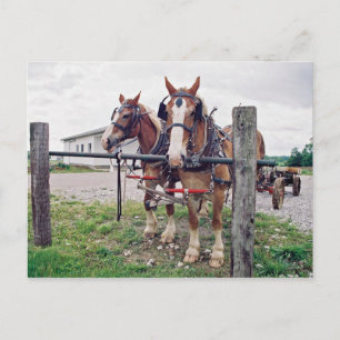 Amish Team bei Hitching Post Postkarte