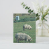 Amish-Weide-Schweine Postkarte (Stehend Vorderseite)