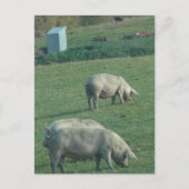 Amish-Weide-Schweine Postkarte (Vorderseite)