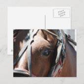 Amishches Pferd Postkarte (Vorne/Hinten)