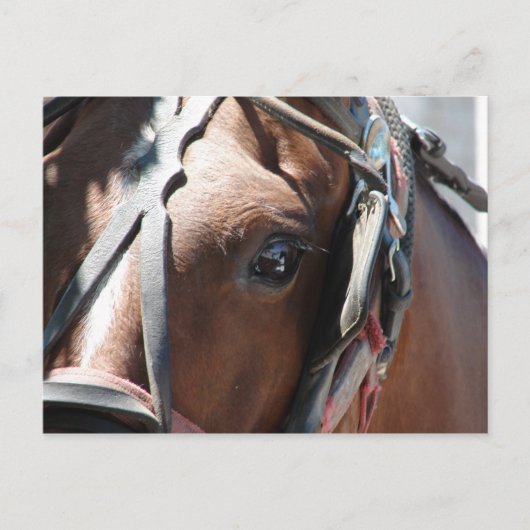 Amishches Pferd Postkarte (Vorderseite)